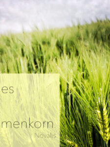 Alles ist Samenkorn – warum Zerstörung nicht das Ende ist